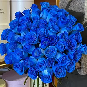 Blue Roses