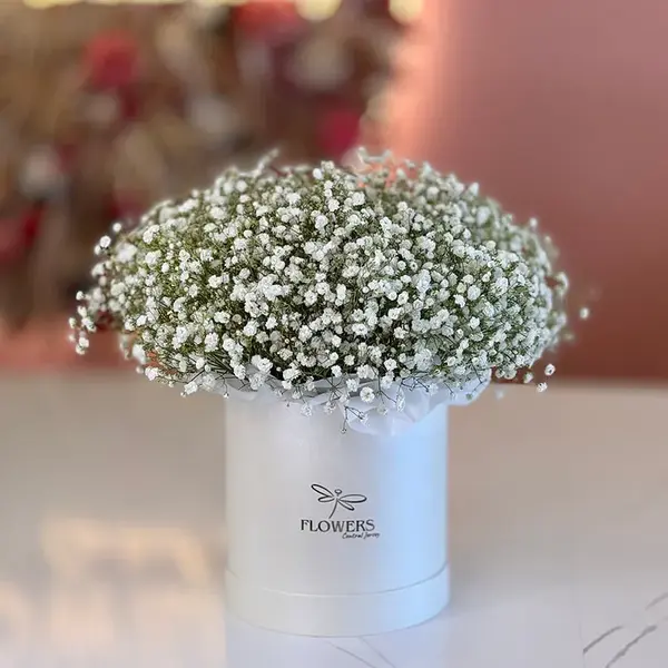 Bae Gypsophila Flower Box