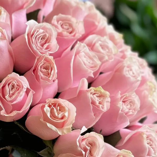 Light Pink Roses