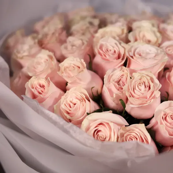 Light Pink Long Stem Roses