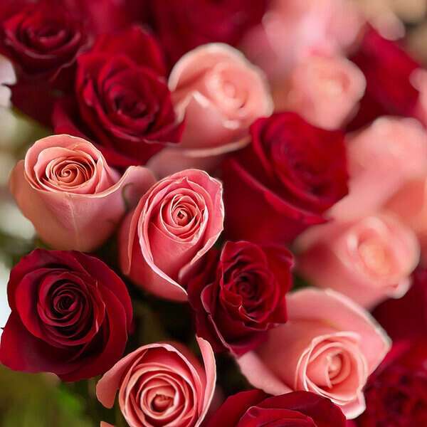 Red & Light Pink Roses Mix Bouquet