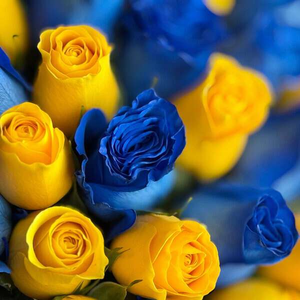 Yellow & Blue Roses Mix Bouquet