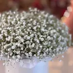 Bae Gypsophila Flower Box