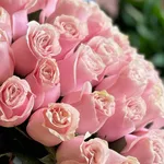 Light Pink Roses