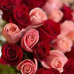 Red & Light Pink Roses Mix Bouquet